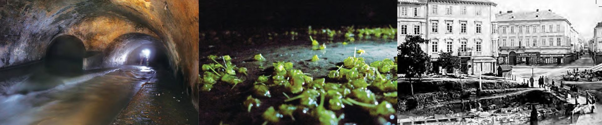 Lviv’s Poltva - Condition and Perspectives