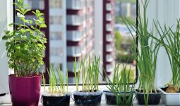 Конкурс карантинних історій