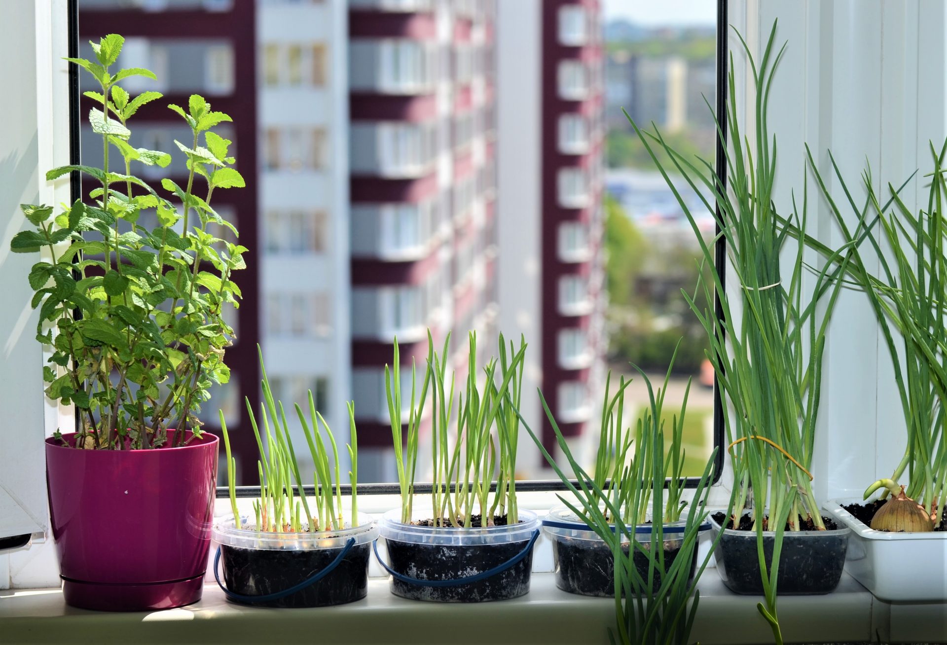 Конкурс карантинних історій