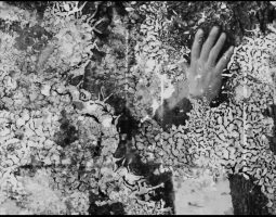 Дерево (і) життя