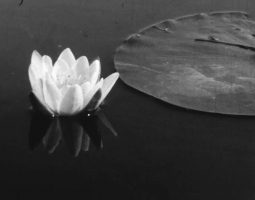 Reflections on Nature