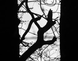 Зображення всупереч усьому 