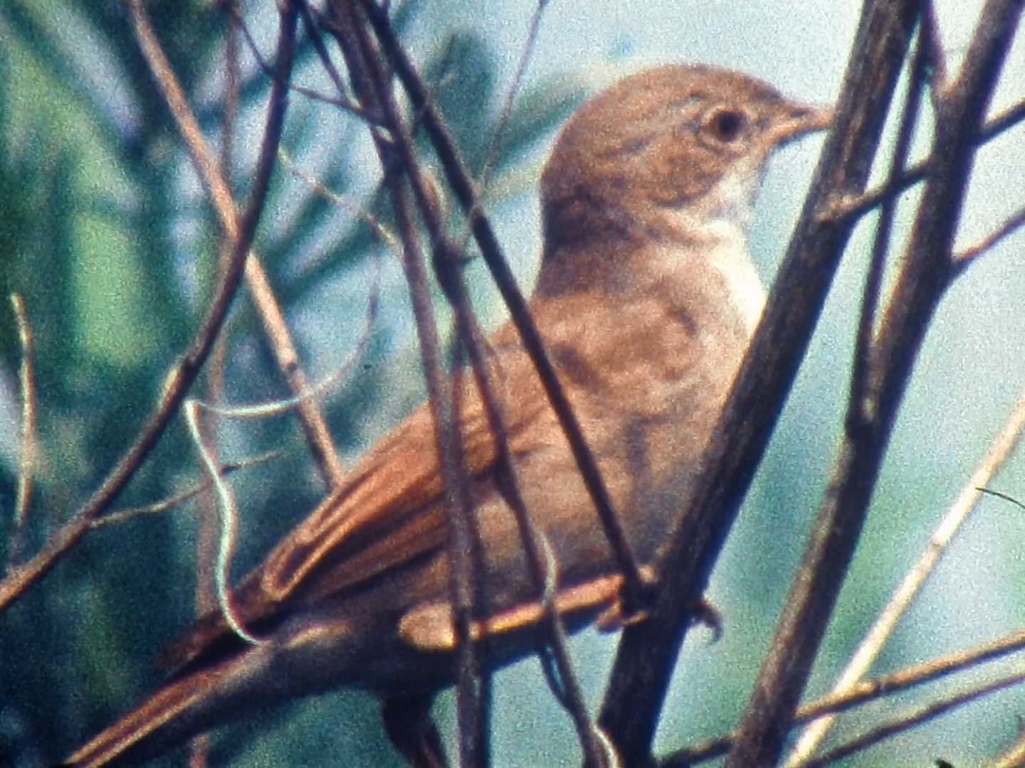 Історія, якої могло не бути