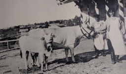 Їсти чи не їсти м'ясо? Харчова реформа в імперії Романових