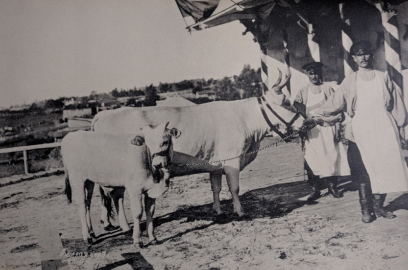 Їсти чи не їсти м'ясо? Харчова реформа, тваринництво та патології імперії Романових